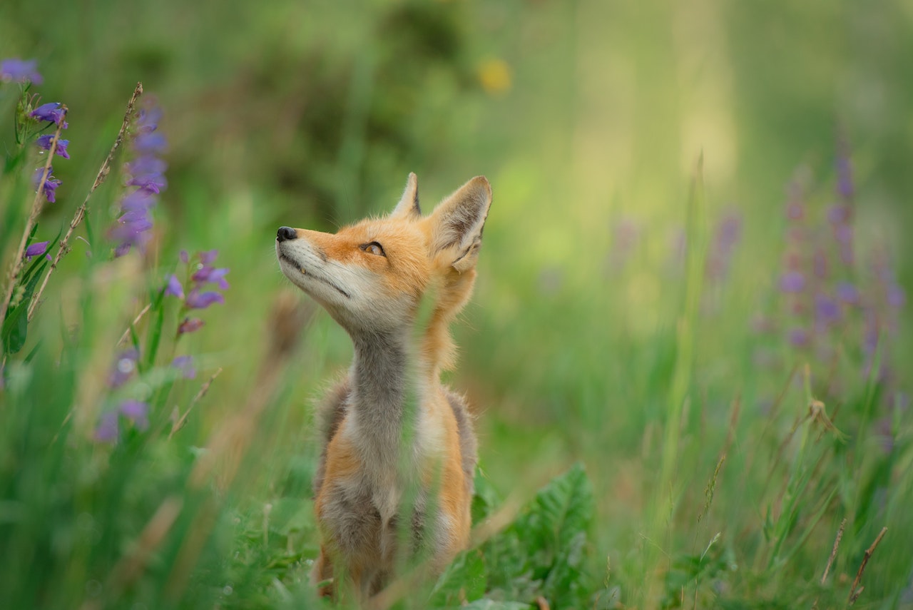 La sagesse du Renard